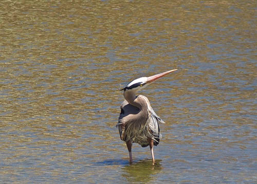 Blue Heron visiting Brown’s Inlet in April 2014. Photo: Jeanette Rive