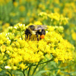 Bumble bee with pollen pack on goldenrod-220