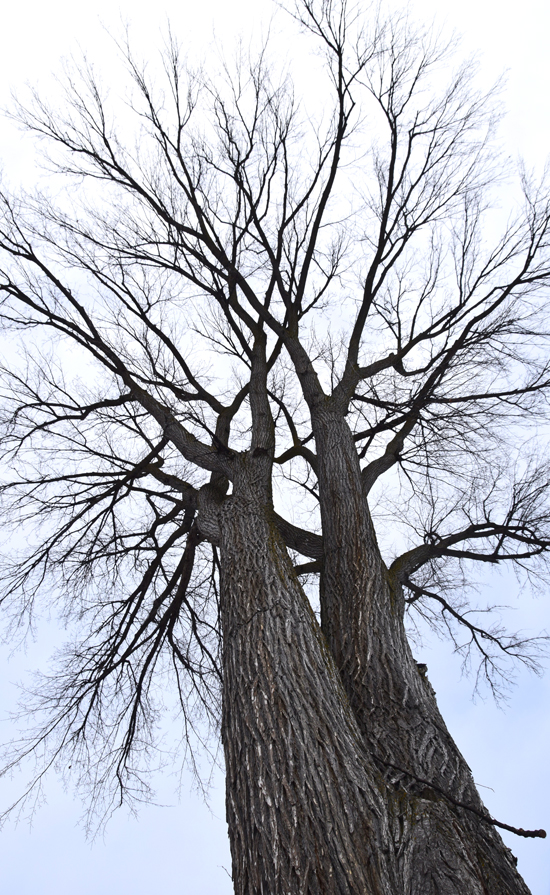 Humphries, Jennifer Jan 2017 Trees Tall elm
