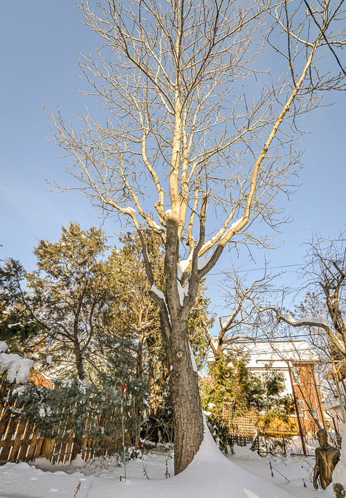 The 40-year old chestnut in Paul Durber’s back yard has been pruned to admit sunlight so its shape is almost elm-like. Photo: Kieran Humphries