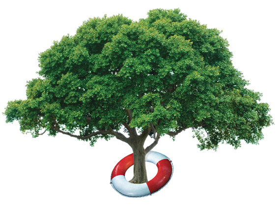 big-Tree_lifesaver